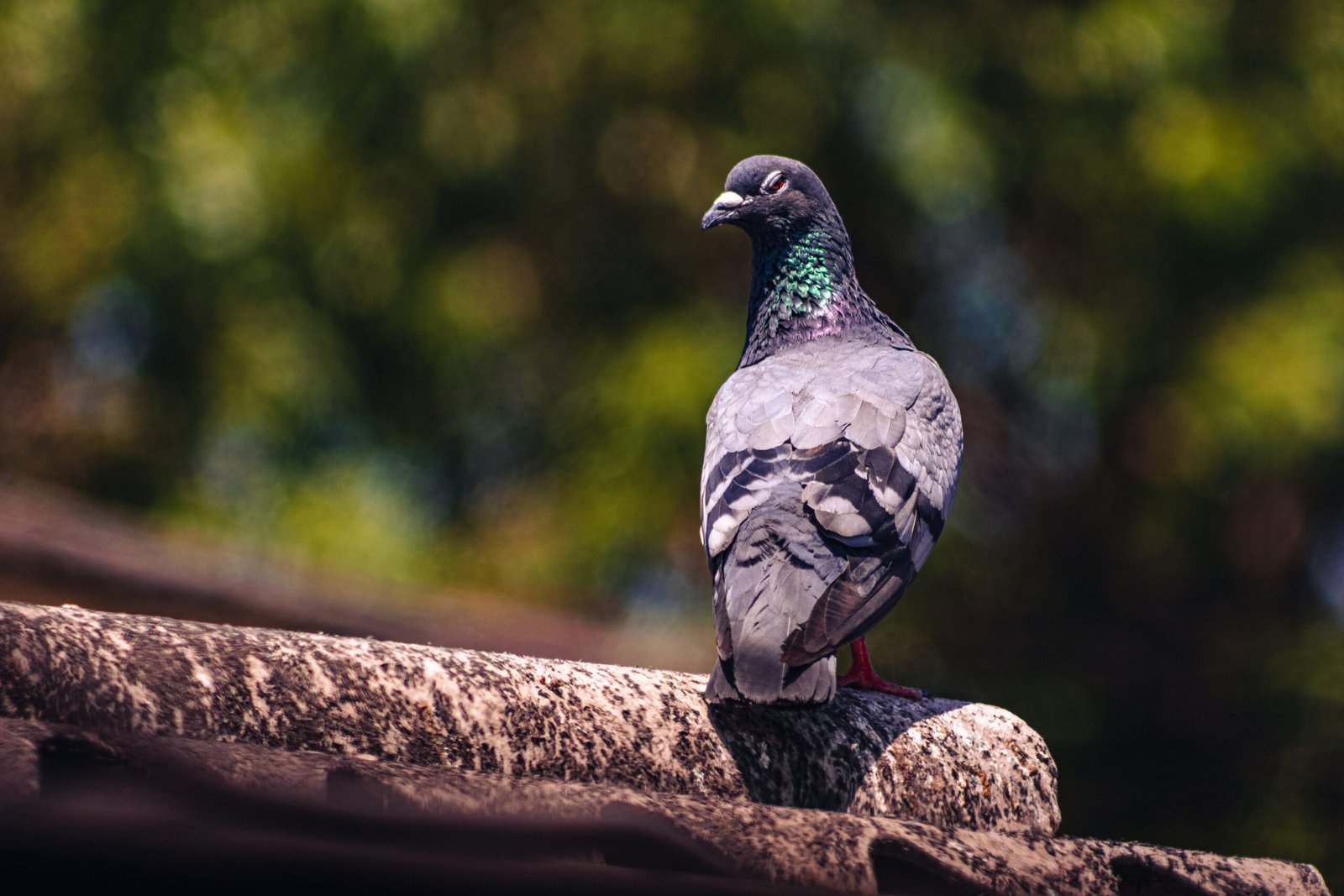 Pigeon 10